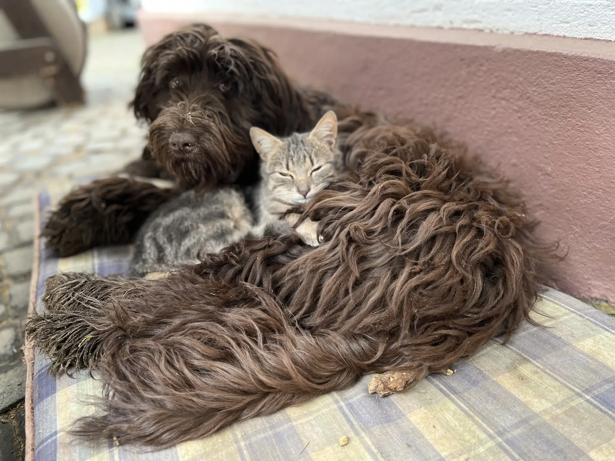 Unsere Katzen und Hunde
